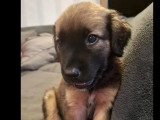 En attente d'adoption, chiot mâle de 2 mois