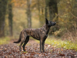 Chiots Bergers Hollandais LOF à naître mi-juin 2025