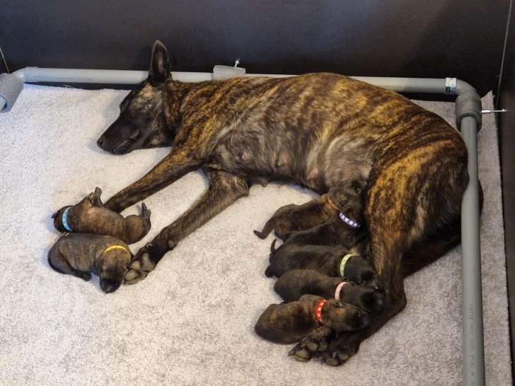 Chiots Bergers Hollandais LOF