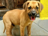 Prêt pour l’adoption, chiot mâle fauve