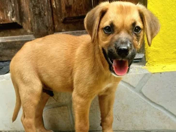 Prêt pour l’adoption, chiot mâle fauve