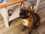 Mâle Bouledogue français disponible pour saillie