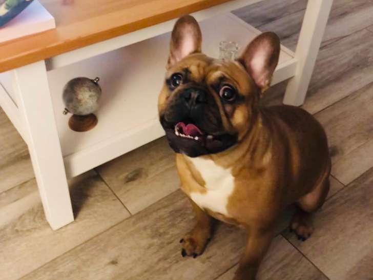 Mâle Bouledogue français disponible pour saillie