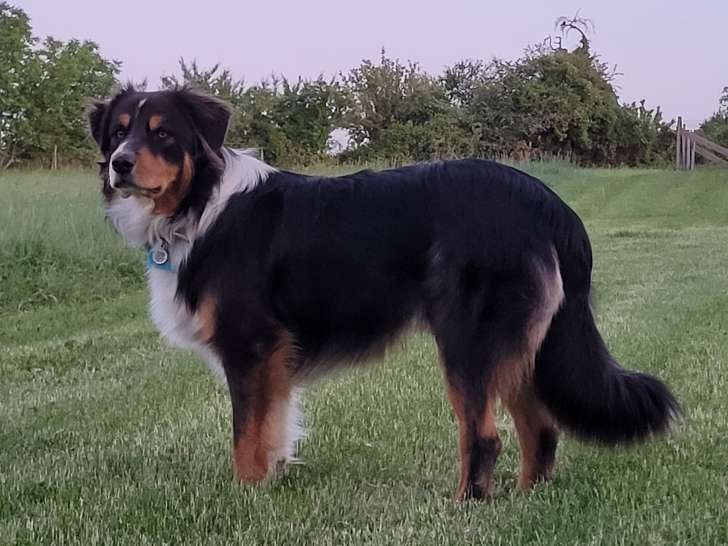 Berger Australien mâle LOF disponible pour saillie