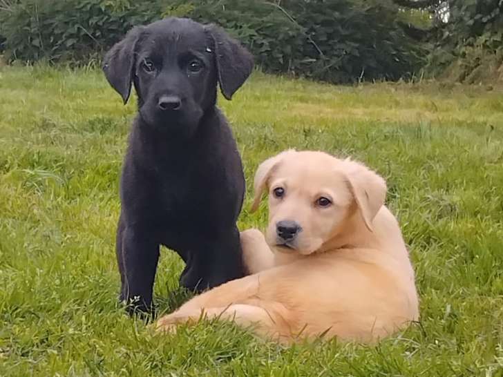 Chiots Labrador LOF noirs et jaunes à vendre