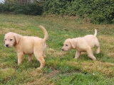 Chiots Labrador LOF noirs et jaunes à vendre