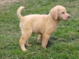 Chiots Labrador LOF noirs et jaunes à vendre
