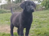 Chiots Labrador LOF noirs et jaunes à vendre