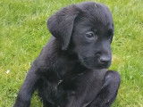 Chiots Labrador LOF noirs et jaunes à vendre