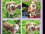 En quête d’un foyer, chien âgé de 8 ans