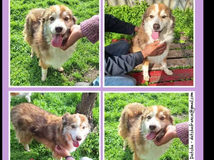 En quête d’un foyer, chien âgé de 8 ans