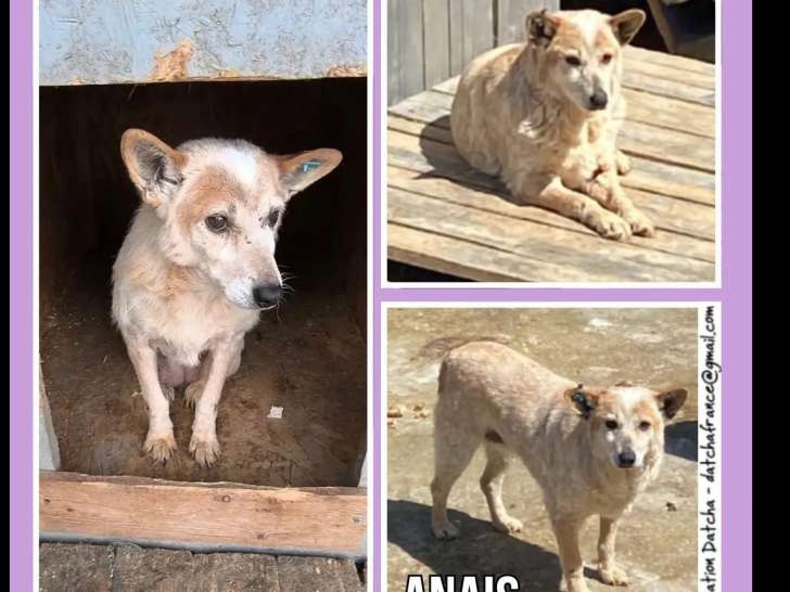 Adoption disponible : chienne rousse et blanche