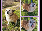 À adopter : chienne fauve