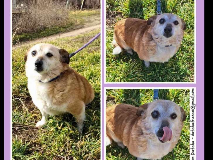 À adopter : chienne fauve