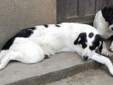 Disponible à l'adoption : chiot femelle tricolore