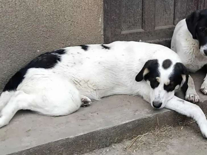 Disponible à l'adoption : chiot femelle tricolore