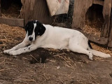 En attente d'adoption : chiot mâle noir et blanc
