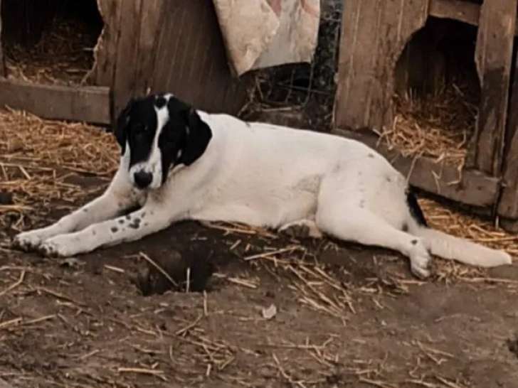 En attente d'adoption : chiot mâle noir et blanc