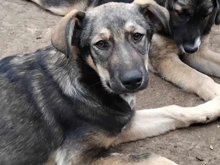 Prêt pour l’adoption : chiot femelle de 5 mois