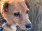 En attente d’une famille : chien au pelage fauve