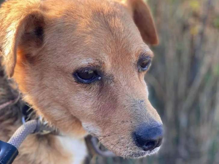 En attente d’une famille : chien au pelage fauve