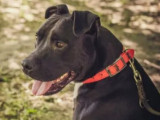 À accueillir : chien Amstaff de 7 ans