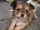 Chiot mâle de type Chihuahua à vendre
