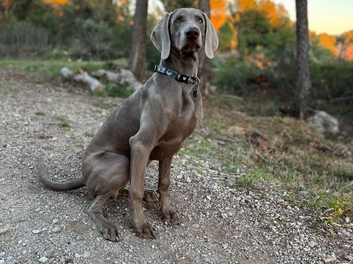Utah the ultimate Grey Ghost du Cercle de Lema
