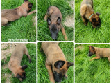 Chiots Malinois a vendre