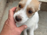 Feta Fuzz, chiot femelle à adopter