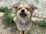 Sora, chiot femelle à adopter