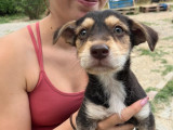 Tiny Tonny, chiot à adopter