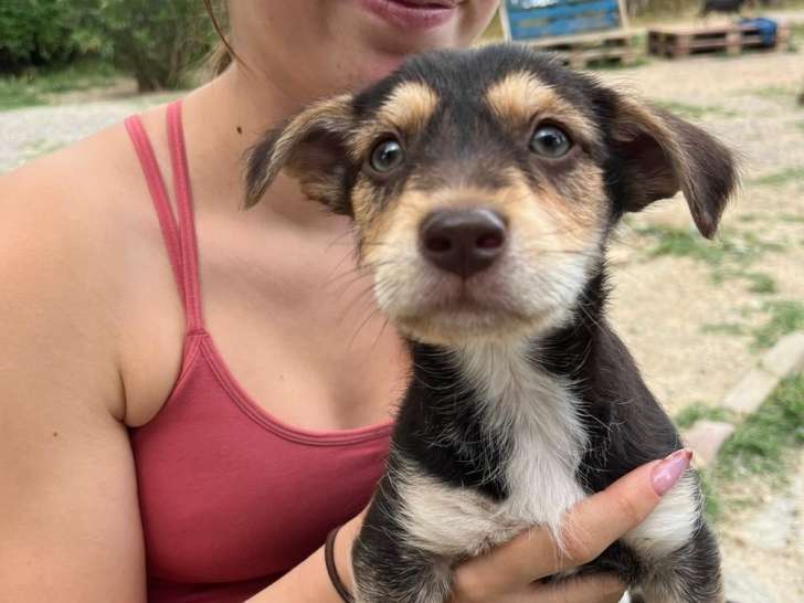 Tiny Tonny, chiot à adopter