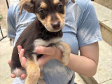 Lea, chiot femelle à adopter