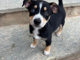 Ziggy, chien à adopter