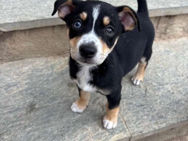Ziggy, chien à adopter
