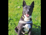 Adoption disponible : chien Berger Malinois de 4 ans
