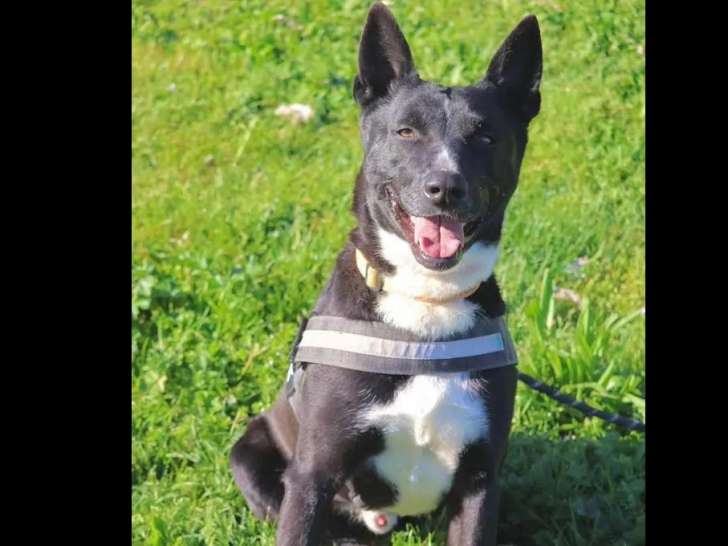 Adoption disponible : chien Berger Malinois de 4 ans