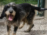 À adopter : chien Basset Bleu de Gascogne de 2 ans