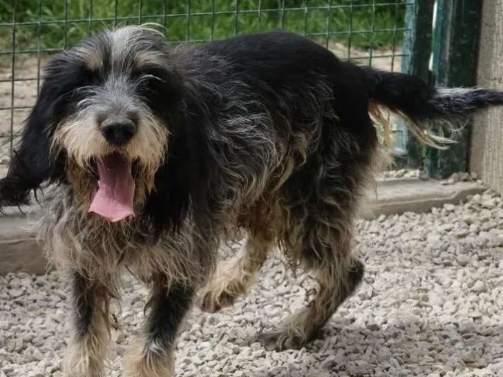 À adopter : chien Basset Bleu de Gascogne de 2 ans