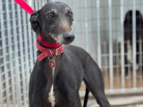 À la recherche d'un foyer : chienne Galgo de 4 ans