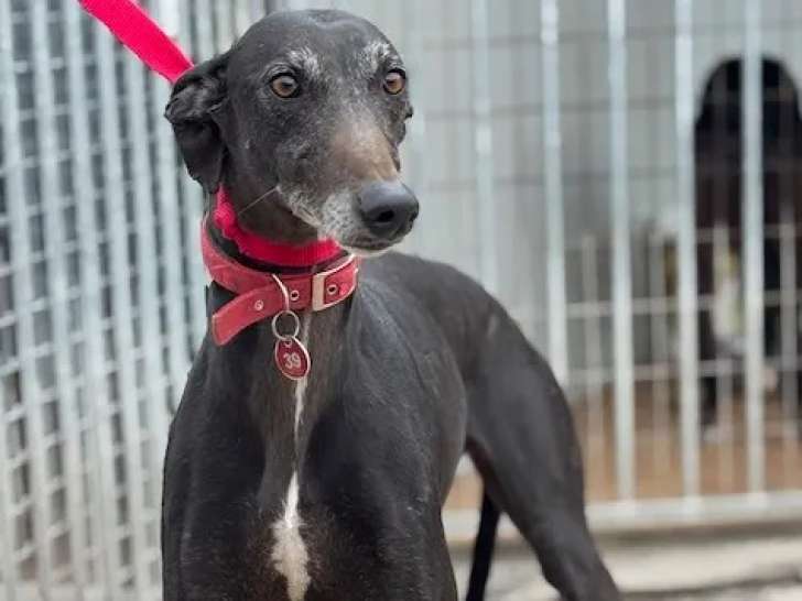 À la recherche d'un foyer : chienne Galgo de 4 ans
