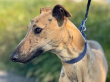 Chiot mâle Galgo bringé à adopter