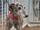 Chienne Galgo d'un an disponible à l'adoption