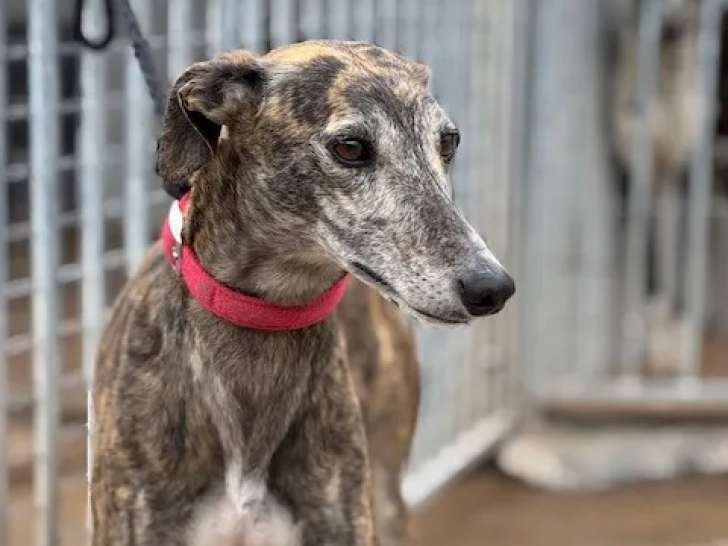 Chienne Galgo d'un an disponible à l'adoption