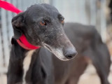 Chienne Galgo noire avec marque blanche en attente d'adoption