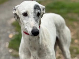 Chien Galgo blanc prêt pour l’adoption