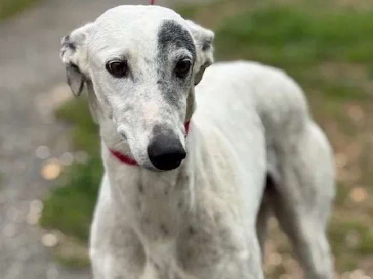 Chien Galgo blanc prêt pour l’adoption