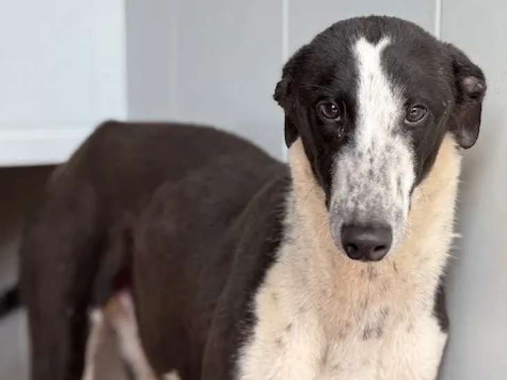 Chien Galgo noir et blanc en attente d'un foyer