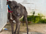 Chienne Galgo de 5 ans à accueillir